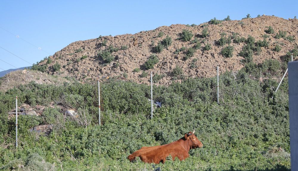Una vaca pasea por la estación depuradora de Tarifa con la montaña de algas al fondo.