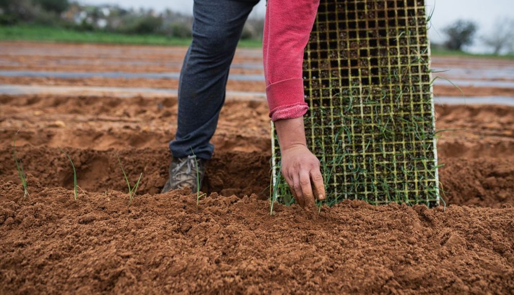 Trabajadores de Dieta Ecológica durante la jornada en el campo. 