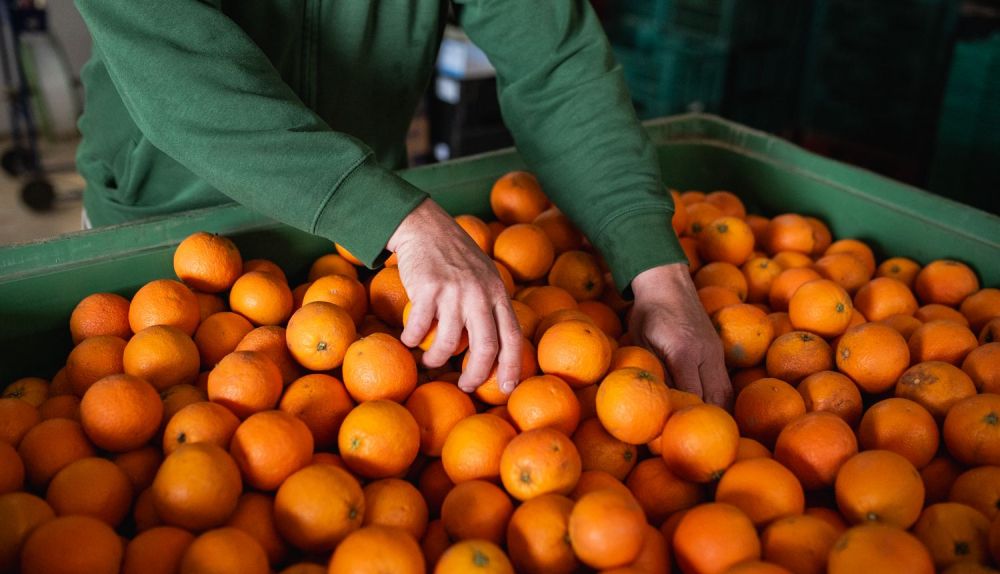 Naranjas de Dieta Ecológica.