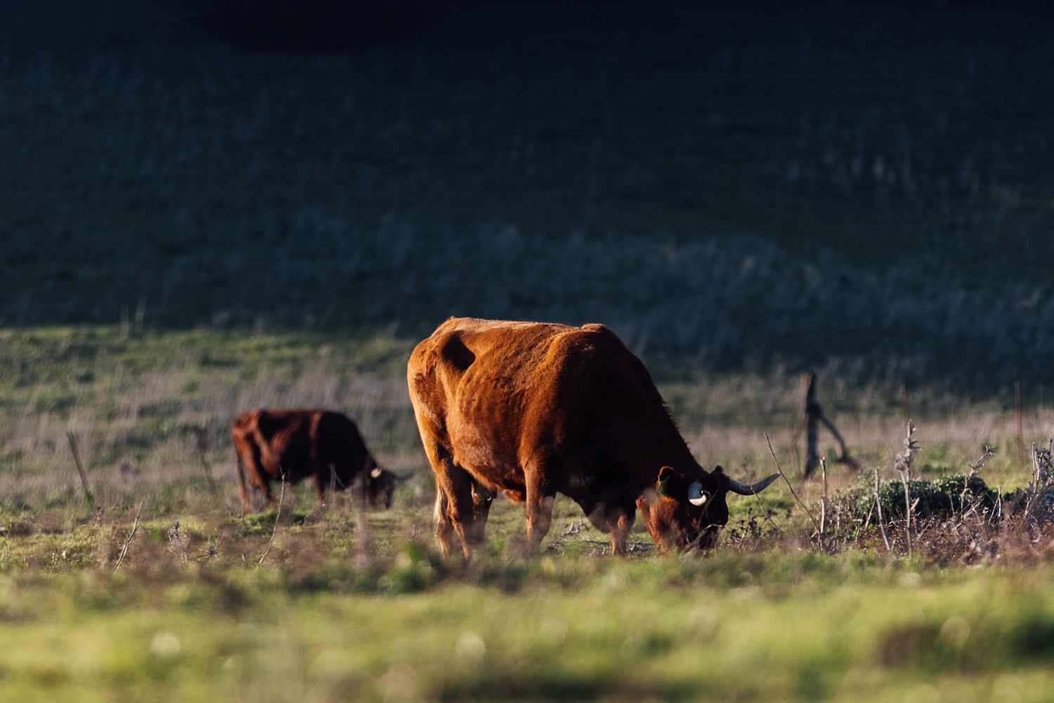 Vacas pastando en el parque natural de Los Alcornocales.
